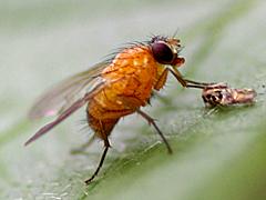 Muscid Fly